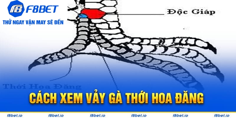 Xem vảy gà thới hoa đăng như thế nào?